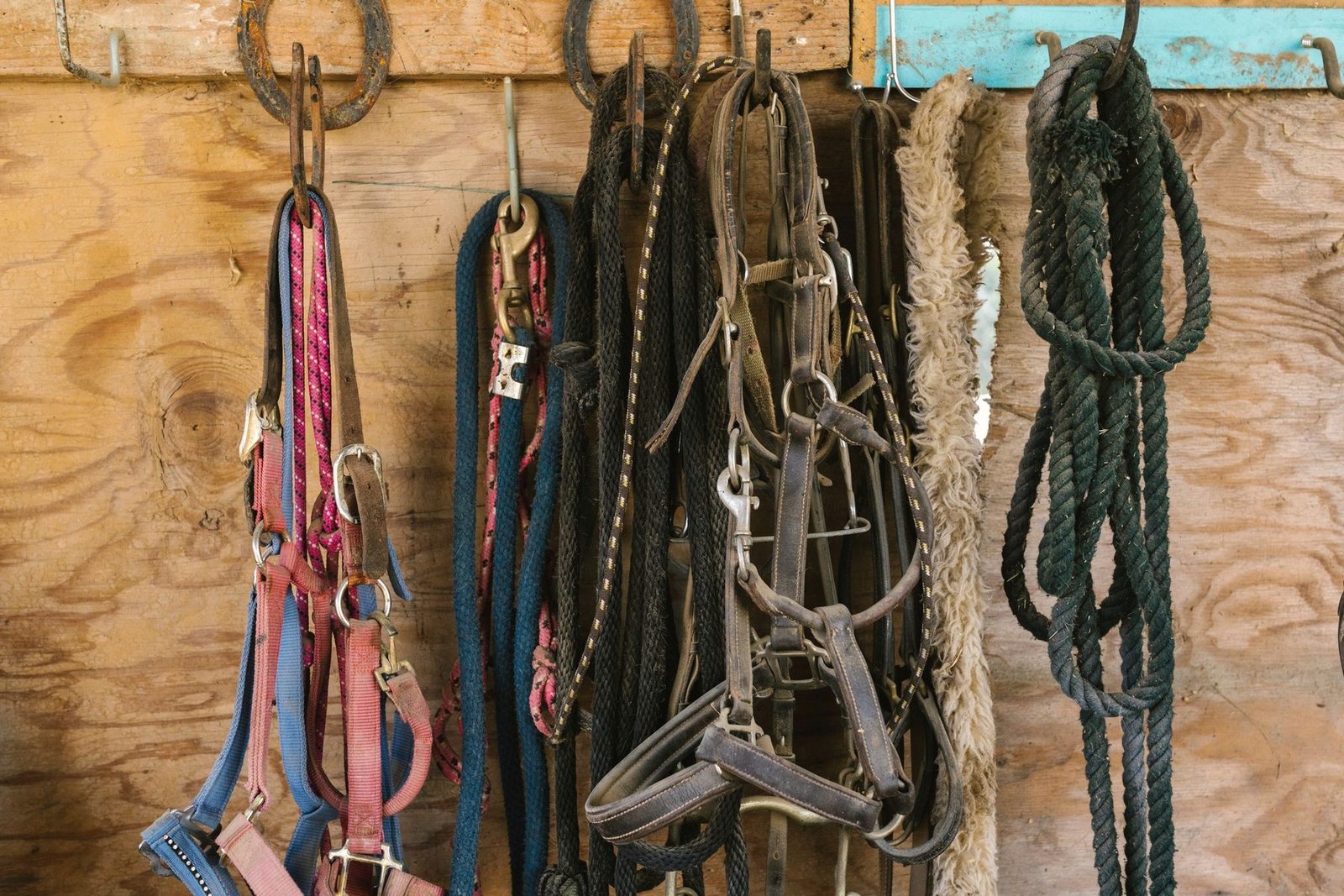 Halters, headstalls and coiled rope hanging on a wooden wall.